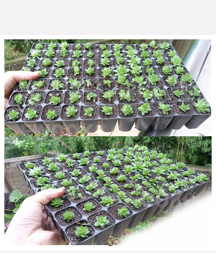 10x 72 Hole Plant Seed Grow Box Insert Propagation Nursery Seedling Starter Tray - Bright Tech Home