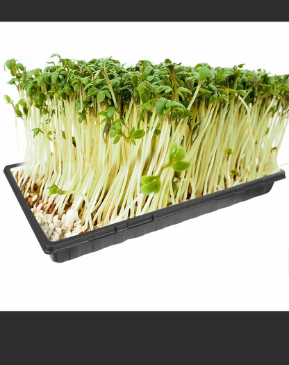 10 Pcs Garden Black Plastic Rectangle Plant Seedling Propagation Seeding Tray AU